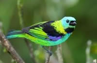 Tanager 1
