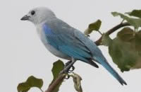 Tanager 2